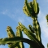 P1180233