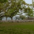 Kumamoto Castle 熊本城