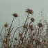 DSC00967