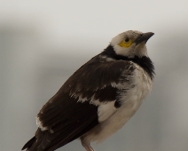 L1750261