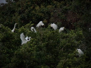 Birds