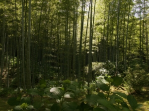 嵐山 Arashiyama