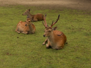 奈良公圊 Nara Park